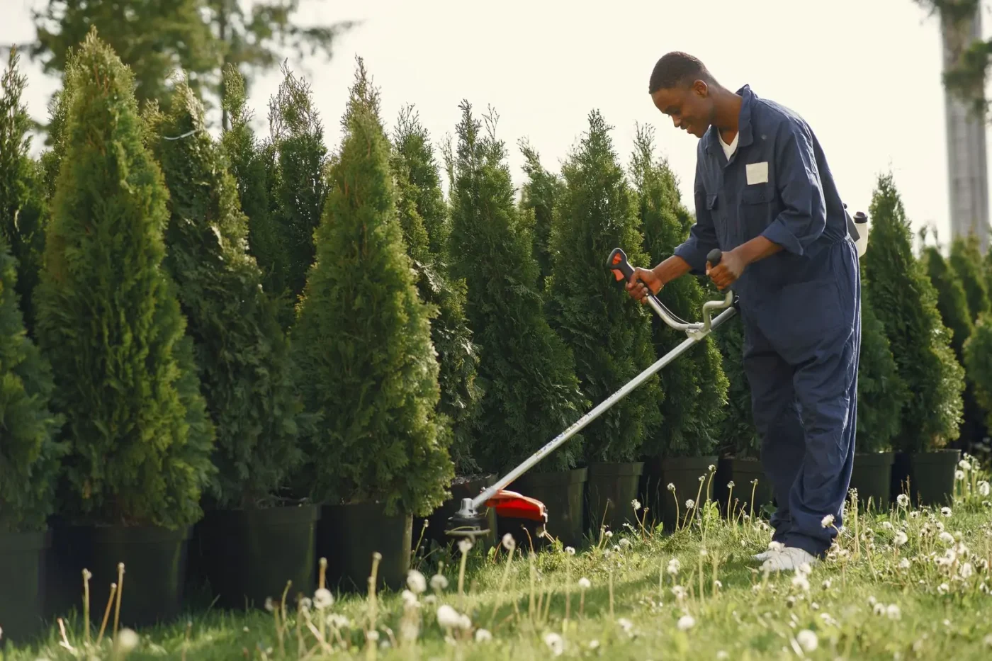 Landscaper trimming grass beside a row of young trees Landscaping marketing: landscaper trimming grass beside a row of young trees