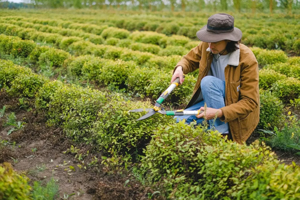 Gardener pruning hedges in a planted field Landscaping marketing: gardener pruning hedges in a planted field