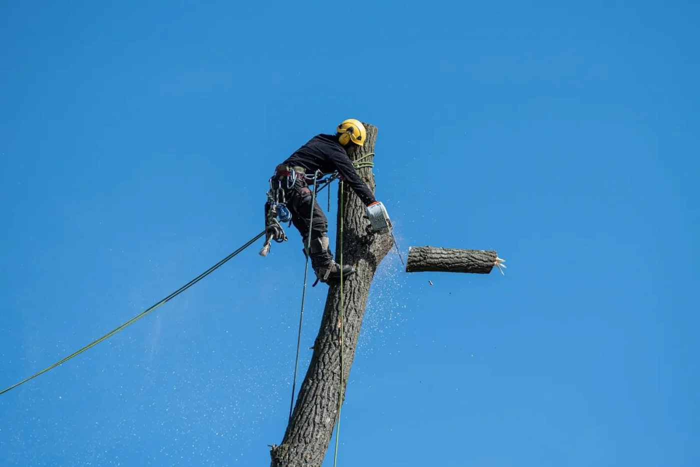 Arborist cutting a tree trunk while roped in against a blue sky Tree service SEO: arborist cutting a tree trunk while roped in against a blue sky