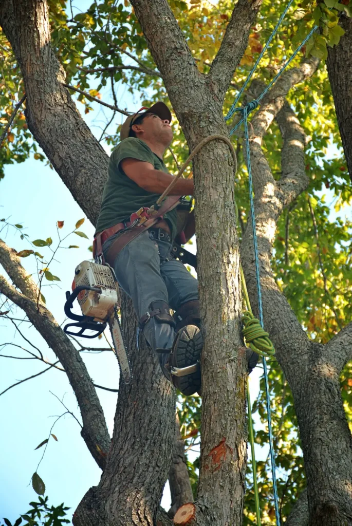 Arborist climbing a tree with safety gear Tree service SEO: arborist climbing a tree with safety gear